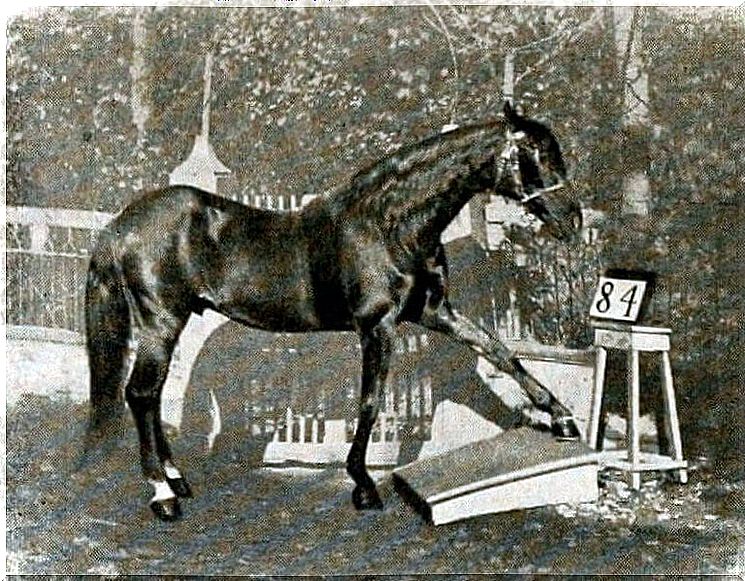 Clever Hans, the horse that did math.