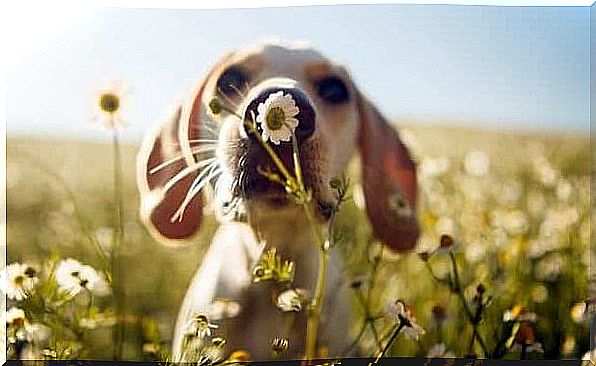 dog in a field of flowers