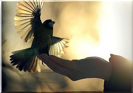 hand-releasing-a-bird
