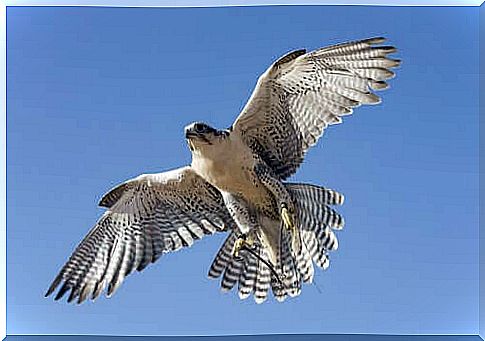 The falcon that couldn't fly, a zen story about autonomy