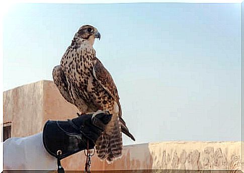 A falcon that looks into the distance